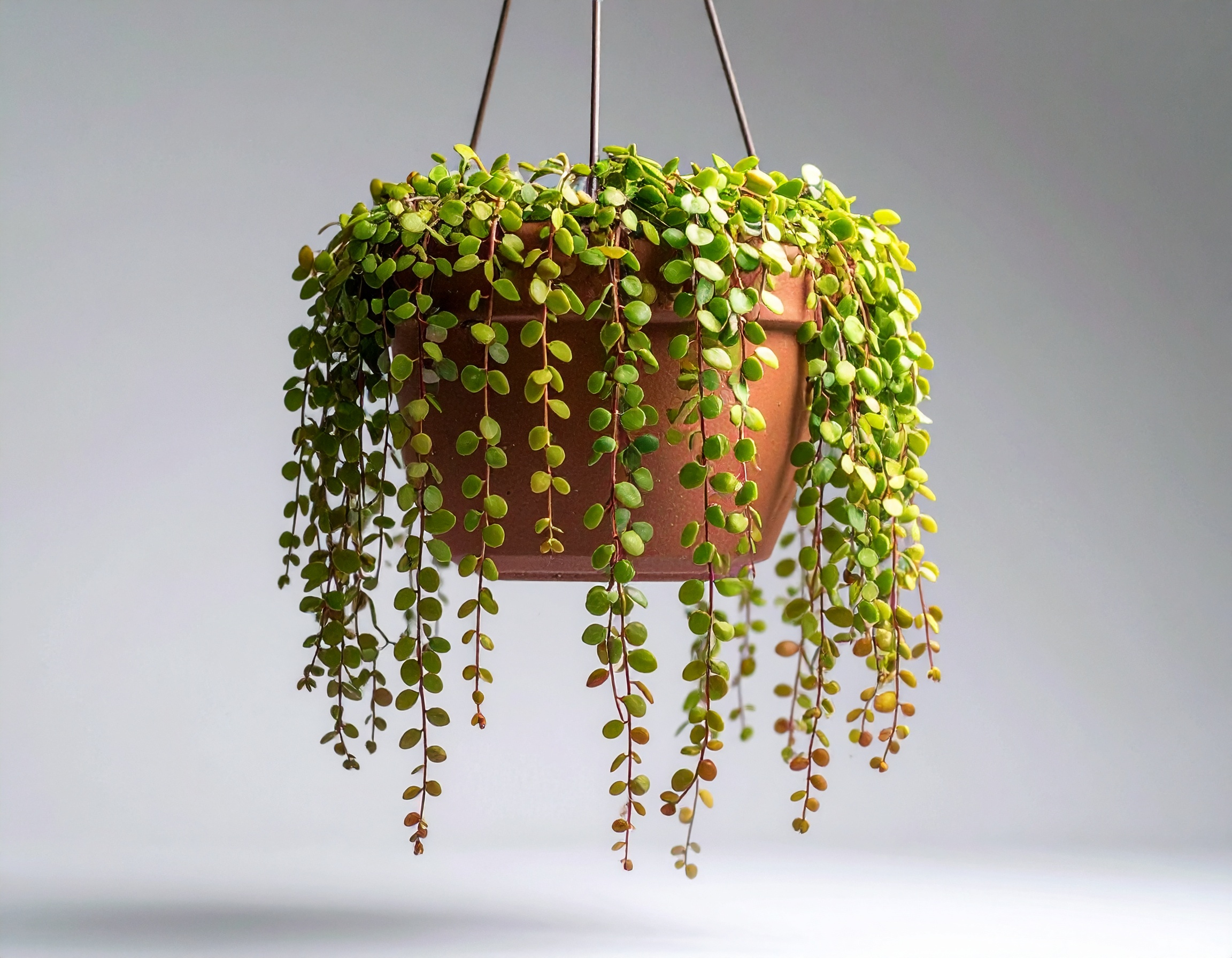 Dischidia nummularia - obrazek 2