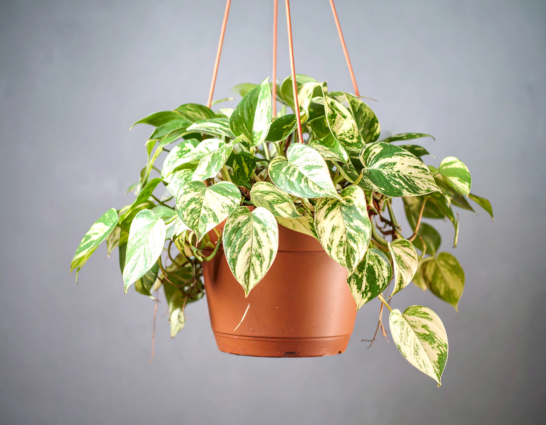 Epipremnum aureum - obrazek 2