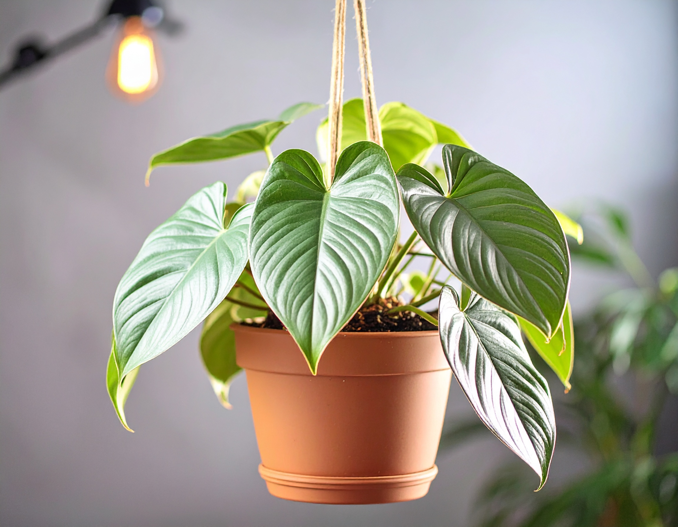 Philodendron scandens „Brasil” - obrazek 2