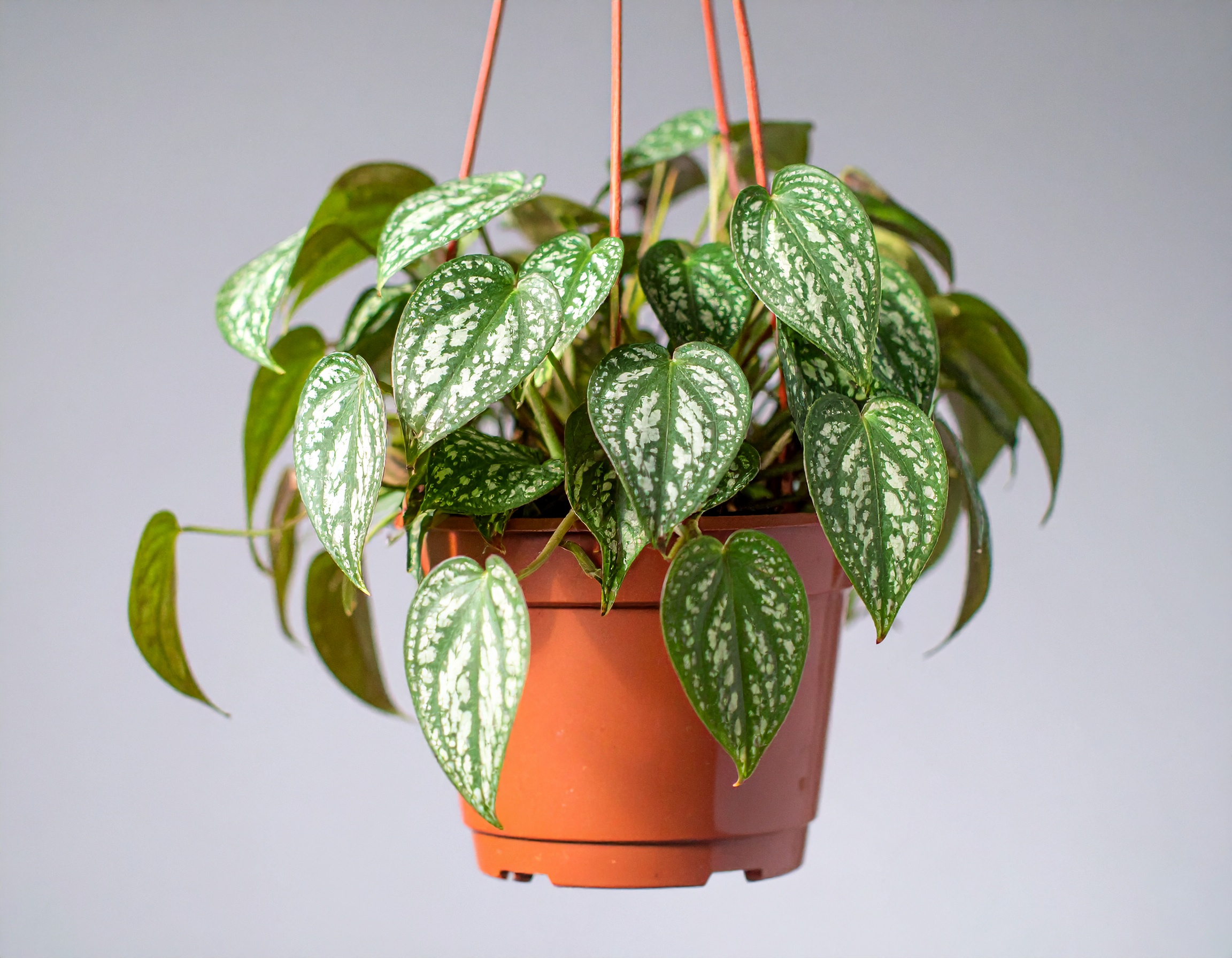 Scindapsus pictus - obrazek 2